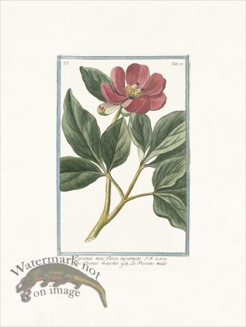 Bonelli 432 Hortus Romanus